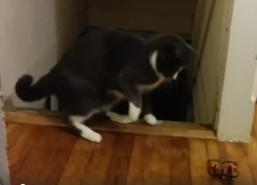 Afv cat videos online